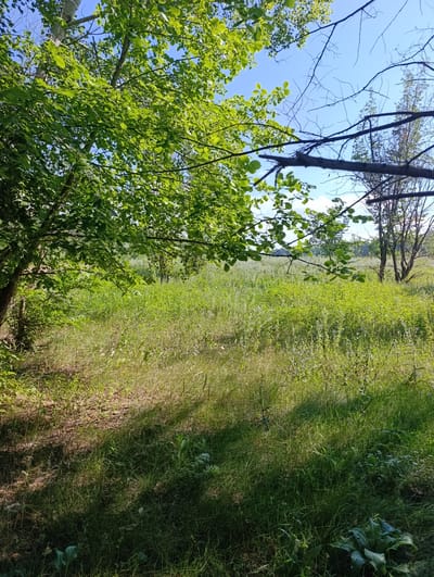 The image depicts a sun-drenched meadow with lush green grass and scattered wildflowers, characteristic of a natural landscape. Tall trees with vibrant green foliage frame the scene on the left and in the background, with bare branches visible against a clear blue sky. The ground is covered in a mix of dry leaves and grass, with shadows cast by the trees, indicating a bright, sunny day. The overall impression is one of a serene, undeveloped natural area. The location is identified as Samoradovo, Russia.