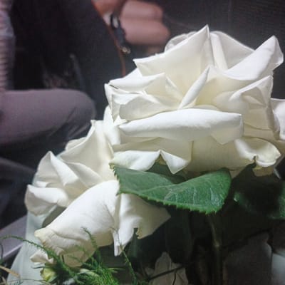 A close-up shot of white roses is presented. The flowers are the main focus, with their delicate petals and textured surfaces taking up the majority of the frame. The background is dark and out of focus, suggesting an indoor setting, possibly a dimly lit room or an area with low ambient light. The roses appear to be part of a bouquet or arrangement, as indicated by the presence of green leaves and some delicate greenery at the bottom of the image. The lighting on the roses highlights their contours and creates subtle shadows, adding depth and dimension to the composition. There is no identifiable context that can place this image in the city of Svetloe, Russia, or any other specific geographical location. The image solely depicts the floral subject.