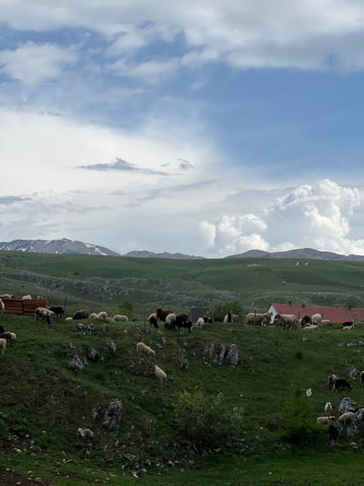 The scene is a rotated, mid-shot photograph taken outdoors in a mountainous, rural area. In the foreground and midground is a grassy hillside dotted with sheep and rocks. The sheep are of varying colors, including white, black, and brown. A structure with a red roof is visible near the top of the hillside. Behind the hillside, in the background, is a mountain range with some snow cover. Above the mountains is a bright blue sky with cumulus clouds. While the location is stated to be Pišče, Montenegro, there are no city elements present in the image. No humans are visible. The focus is on the natural environment and the sheep grazing.