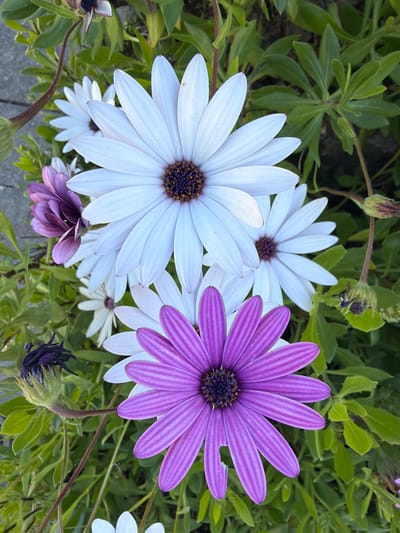 A close-up captures white and purple daisy-like flowers amidst green foliage. The white flowers dominate the left side, while a vibrant purple bloom sits prominently on the right. A partially closed purple flower hangs downwards. The flowers feature prominent dark brown centers. Lush green leaves surround the floral arrangement, and a few unopened buds add depth. The overall composition is visually appealing.