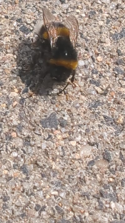 A bumblebee is shown from a top-down perspective on a coarse, granular surface, possibly asphalt or concrete. The bumblebee is fuzzy and black with distinct yellow bands across its abdomen and thorax. Its wings are visible, appearing translucent and slightly iridescent. The background consists of small, varied-colored stones and pebbles embedded in a darker matrix, with some areas appearing wet or reflective. There are no other living organisms or human-made objects clearly visible in the immediate vicinity. The lighting suggests it is daytime with direct sunlight, casting subtle shadows. There is no information in the image to identify its location in Ostend, Germany.
