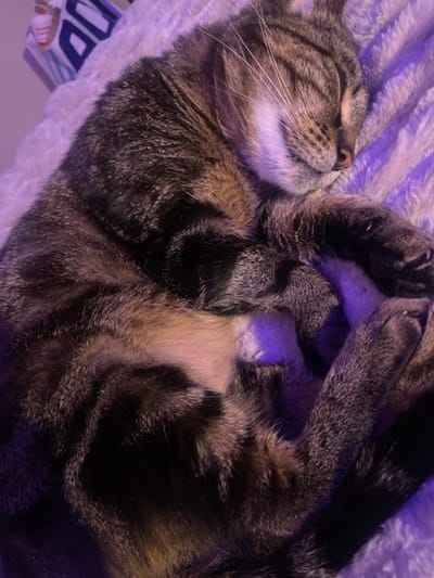 A tabby cat is depicted sleeping in a curled position on a light-colored, textured blanket, illuminated by purple ambient light. The cat's eyes are closed, its pink nose is visible, and white whiskers extend from its muzzle. Its fur displays dark brown and tan stripes and patterns. White fur is visible on its chin and portions of its belly. Its front paws are tucked near its head, and its rear paws are also drawn close to its body. In the upper left background, a portion of a white object with a blue design, possibly a bag, is faintly discernible. The scene is located in Plaisir, France.