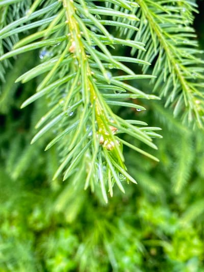 The image shows a close-up of green pine needles, with several small water droplets clinging to them. The background is a blur of more green pine needles and foliage, suggesting an outdoor setting. The overall impression is one of freshness and nature, likely after a rain shower. This scene could be found in any of the green spaces within Purkersdorf, Austria, such as a park, forest, or a residential garden.