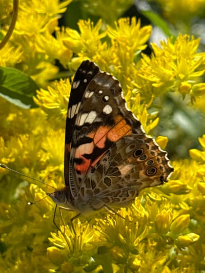 A close-up, vertical shot captures a painted lady butterfly resting on a cluster of bright yellow flowers. The butterfly is positioned on the right side of the frame, its wings spread open to reveal intricate patterns of orange, brown, black, and white. The flower cluster fills the majority of the image, with individual blossoms appearing as small, star-like formations. The background is softly blurred, with hints of green foliage and more yellow flowers. The scene appears to be outdoors, bathed in natural sunlight. There are no people visible in the image. The location is not specified as being in the city of Izobilnyy, Russia.