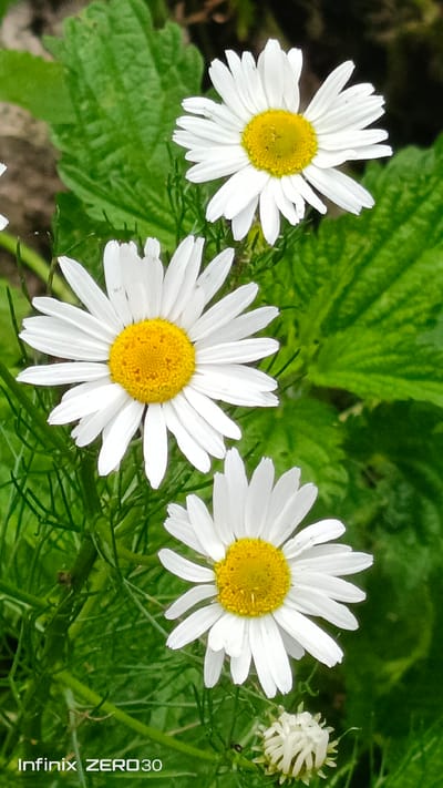 This media file features a close-up view of three white daisies with yellow centers, interspersed with vibrant green foliage. The flowers are the primary subjects, with their delicate white petals and bright yellow centers dominating the frame. The background consists of lush green leaves and stems, creating a natural and serene setting.
The scene appears to be an outdoor environment, likely a garden or a meadow, given the presence of wildflowers and dense greenery. The lighting suggests it could be daytime, with soft, natural light illuminating the flowers. There are no people or specific activities depicted; the focus is solely on the botanical elements.
Notable details include the intricate textures of the flower petals and the detailed veins on the leaves. The overall mood conveyed is one of natural beauty and tranquility. There are no obvious location cues within the image itself, but it is noted that the context is Bugulma, Russia.
Visible text at the bottom of the image reads "Infinix ZERO 30".