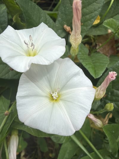 This is a close-up, eye-level photograph of white bindweed flowers in Vidnoye, Russia. The image focuses on two fully bloomed white flowers, one positioned above and slightly to the left of the other. The flowers have delicate, trumpet-shaped petals with faint lines radiating from their centers. Inside, the stamens are visible, tipped with dark anthers. Several unopened buds and remnants of faded flowers, tinged with pink and pale yellow, are scattered amongst the foliage. The background consists of lush green leaves and some dry, brown foliage, suggesting a natural setting possibly in a garden or wild area. The lighting appears to be natural daylight, casting soft shadows and highlighting the textures of the petals and leaves. There are no people or animals present in the image. The overall impression is one of natural beauty and the cycle of flowering plants.