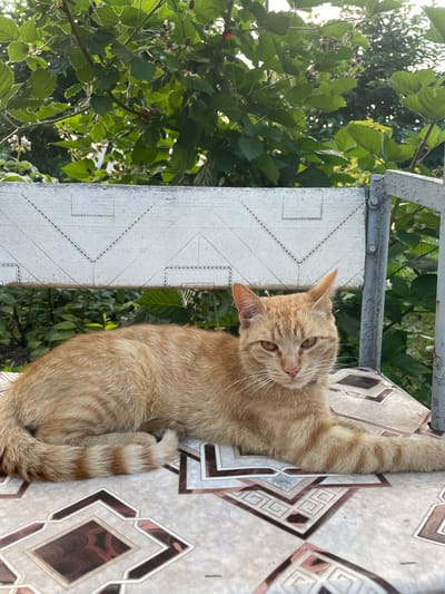 An orange tabby cat with striped fur is lying on a patterned surface, possibly a table. The cat is facing the camera with its head slightly turned and its eyes open. In the background, there is a white bench with a decorative design and lush green foliage, suggesting an outdoor setting in a garden. The image appears to be taken in Vysokyi, Ukraine, given the context provided.
