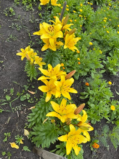 A garden scene features a cluster of bright yellow lilies in full bloom. The lilies have six petals, some of which are speckled with dark brown spots, and prominent stamens in the center. Several lily buds are also visible, some partially opened. Surrounding the lilies is a dense bed of green foliage, with smaller orange and yellow flowers interspersed throughout. The ground is dark soil with scattered dry leaves and blades of grass. A rough, weathered wooden post is visible on the right side of the frame. The lighting suggests it is daytime, possibly overcast, as there are no strong shadows. The overall impression is of a vibrant and well-tended garden. The location context is Тимирязев ауылдық округі, Kazakhstan.