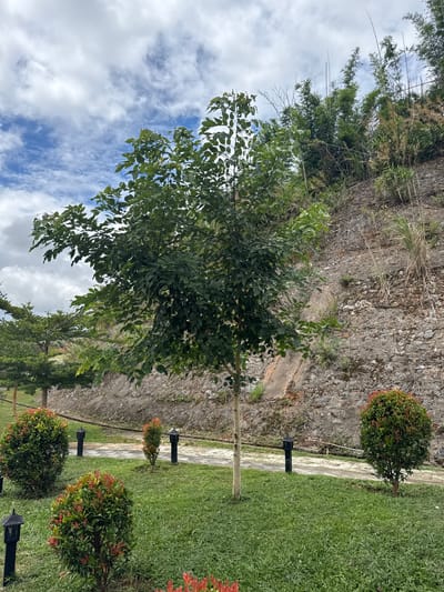 The image depicts a scenic view in a park-like setting, possibly within the city of Bo Y, Vietnam. In the foreground, manicured green grass is dotted with several ornamental shrubs, some with vibrant red new growth. Black, lantern-style garden lights are strategically placed near these shrubs and along a paved pathway.
A slender tree with a light-colored trunk stands prominently in the mid-ground, its leafy branches spread wide. Behind this tree, a steep, rocky embankment rises, covered with a mix of vegetation including bamboo and dry grasses, suggesting a natural or semi-wild transition zone. The pathway curves gently away from the viewer, leading towards the embankment.
The sky above is a mix of blue and white clouds, indicating fair weather. The overall impression is one of a well-maintained public space integrated with the natural landscape. There are no people visible in the image.