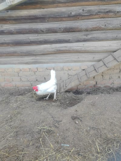 A white hen with a red comb and wattles stands on dusty ground covered with straw and debris. The hen is facing left, with its head lowered as if pecking at the ground. Behind the hen is a weathered brick wall, and above that, a wall constructed of horizontal wooden logs. To the right of the hen, a wooden ramp with crossbars leans against the brick wall, extending from the log structure. The environment appears to be an outdoor rural setting. The location is identified as Kashino, Russia.