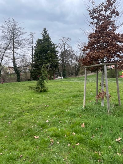 The scene depicts a park or green space in Holtzheim, France, under an overcast sky. The foreground and mid-ground consist of green grass, interspersed with numerous small white flowers and scattered brown autumn leaves. To the immediate right, a young deciduous tree with sparse brown leaves is visible, supported by a three-post wooden stake structure. In the mid-ground, slightly to the left of center, stands a small, conical evergreen tree. The background features a dense line of various trees; several are bare deciduous trees, while a prominent tall, dark green conifer stands centrally. Visible through the bare trees in the left background is a red picnic table and a residential building with a reddish roof. A white park bench is situated in the central background, and a lamppost with a dark pole is visible near it. Further to the right in the background, a portion of a red and yellow playground structure is discernible. No individuals or animals are present.