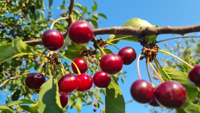 This is a close-up, low-angle shot of a branch laden with ripe cherries against a bright blue sky. The cherries are a deep red, with some showing a slight sheen of ripeness. They hang from thin, light-green stems, some in clusters, others individually. The branch itself is dark brown and rough-textured, with a few green leaves interspersed among the fruit. The background is a blur of more greenery and the clear sky, suggesting a sunny day outdoors. The overall impression is one of abundance and natural beauty, likely captured during the cherry harvest season. The image evokes a feeling of warmth and the bounty of nature. No people or text are visible. The location is Salhany, Ukraine.