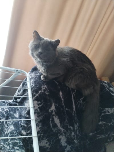 A medium shot shows a gray cat with its eyes partially closed, perched on a patterned blanket atop a white drying rack. The cat is facing the camera, and its fur appears long and fluffy. Behind the cat, a beige curtain is visible, and light is filtering in from the left. The image's composition suggests it was taken indoors. There is no discernible information within the image to indicate its location in Troitskoye, Russia.