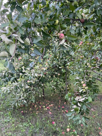 The image depicts an apple tree in the village of Verkhneye Kazachye, Russia, laden with ripe and fallen apples. The tree branches are dense with green leaves and numerous apples, varying in color from green to red. Many apples have fallen to the ground, scattered across the grassy area beneath the tree. The scene appears to be an outdoor orchard or garden, with a focus on the natural process of fruit ripening and falling. The lighting suggests it is daytime, likely overcast or late afternoon, given the diffused light. There are no people or animals visible in the image.