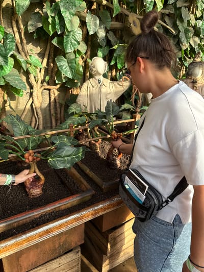 A woman with her hair in a bun, wearing a white t-shirt and denim shorts, stands in a greenhouse. She is looking at a Mandrake plant, a fictional magical plant from the Harry Potter series. The woman is holding the plant's pot with her left hand, which has a green wristband on it. She has a black fanny pack with a Louis Vuitton monogram pattern around her waist. Behind her, there are mannequins dressed in robes, resembling the characters from the Harry Potter books. The greenhouse environment is filled with large green leaves and thick, twisted vines. This scene appears to be at the Warner Bros. Studio Tour London – The Making of Harry Potter, located in Leavesden, Hertfordshire, England, not in the city of Three Rivers, United Kingdom.