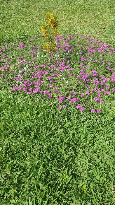 The image displays an outdoor, landscaped environment within Kobura ward, Kenya. The foreground and lower half of the frame consist of densely packed, short-cut green grass. In the upper mid-ground, a vibrant patch of flowering groundcover features numerous small, clustered purple blossoms, with a few sporadic white flowers intermixed. Centrally positioned within or immediately behind this flowering area is a singular, slender plant or young shrub with yellowish-green variegated foliage, rising approximately 0.5 to 1 meter in height. The scene is illuminated by natural light, indicated by consistent brightness and visible color saturation across the vegetation. No human subjects, animals, or man-made objects are present.