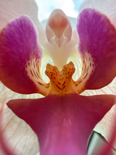This is a close-up, macro photograph of the intricate center of an orchid. The image is dominated by shades of pink, purple, orange, and white. The central structure of the orchid, likely the column and labellum, is highly detailed, featuring delicate patterns of spots and stripes in orange and dark brown against a pale yellow background. Two large, prominent petals, one on the left and one on the right, display vibrant magenta coloring with delicate veins. The overall lighting suggests it is an indoor shot, possibly near a window, as there is a bright, diffused light source illuminating the translucent petals from behind, creating a soft glow and revealing the fine textures. The background is out of focus and appears to be a bright sky or well-lit area. There is no discernible connection to any specific location in the city of Тимоново, Russia, or any people, actions, or interactions.