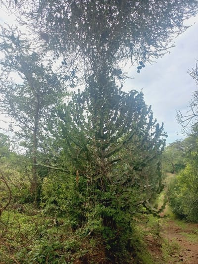 A verdant path winds through a forest. Lush green vegetation blankets the landscape. A tall, branching cactus stands prominently, its arms reaching skyward. Trees frame the path, their leaves creating a dense canopy. The sky peeks through the foliage. The overall impression is one of a dense, natural environment.