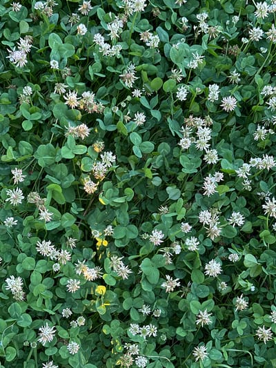 This is a high-angle, close-up, full-frame shot of a field of white clover flowers and green leaves. The clover is dense, with many flowers and leaves overlapping each other. Some of the flowers are in full bloom, with delicate white petals, while others are still in bud or beginning to fade. The leaves are a vibrant green, with the characteristic three-lobed shape of clover. The lighting suggests it is daytime, possibly late afternoon or early morning, as there are some areas of dappled light and shadow, creating a natural and slightly textured appearance. The overall impression is one of natural beauty and abundance in a rural setting. There is no visible text in the image. The location context is Myronivka, Ukraine.