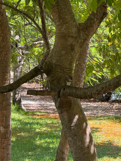 In Fort Lauderdale, Florida, a squirrel is perched on a tree branch, holding a small piece of food in its paws. The squirrel is facing left, with its body angled towards the viewer. The tree it is on has a thick, textured trunk and several branches extending outwards. A bird feeder, made of dark wood, is suspended by wires from one of the branches, located to the left of the squirrel. The background consists of lush green grass, dappled with sunlight and shadows from the surrounding trees. In the distance, more trees and foliage can be seen, with a hint of water, possibly a canal or pond, visible in the far background. The overall scene depicts a natural outdoor environment, likely a park or backyard, bathed in the warm light of day.
