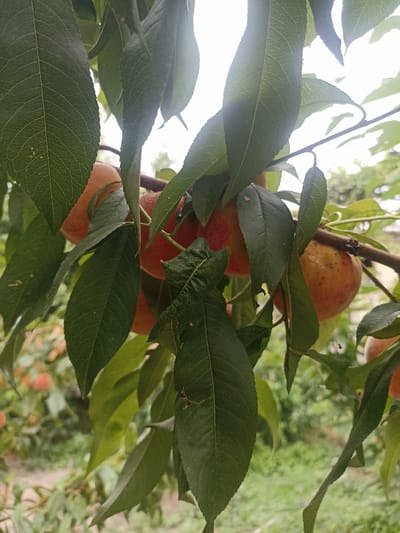 A close-up shot captures ripe peaches on a tree branch, partially obscured by lush green leaves. The peaches, predominantly orange with hints of red, are clustered together, suggesting a bountiful harvest. The background is a soft blur of more greenery and hints of distant trees, indicating an outdoor orchard or garden setting. The lighting suggests it is daytime, possibly overcast, as the light is diffused and not casting harsh shadows. The overall impression is one of natural abundance and the freshness of ripe fruit. The image was taken in Chust, Uzbekistan, known for its fruit orchards.