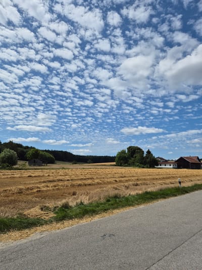 The image depicts a rural landscape in Mengkofen, Germany, under a bright blue sky scattered with cumulus clouds. In the foreground, an asphalt road runs diagonally from the lower right to the middle left of the frame. Adjacent to the road, a strip of green grass and dried straw from a recently harvested field borders a large, golden-yellow field of cut crops, arranged in rows. In the middle ground, a dark green line of trees forms a dense backdrop. To the left, a rustic wooden barn is visible amongst the trees. Further to the right in the middle ground, a white house with a dark roof and a dark brown barn with a red roof are situated. A white and black striped marker post stands on the edge of the field, next to the road. The overall scene suggests a sunny day in a harvested agricultural area.
