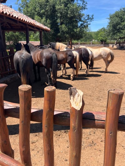 The image depicts an outdoor scene at a stable or paddock with several horses. In the foreground, a rustic wooden fence with rough-hewn posts partially obscures the view. The ground is a sandy or dusty brown, typical of an enclosure for animals. In the mid-ground, a group of horses are visible. Some are dark brown, while others are lighter shades, including a palomino or cream-colored horse. One horse has a distinctive black and white patchy coat. The horses appear to be gathered under a covered structure with a tiled roof, possibly a shelter or stable entrance. Trees and greenery are visible in the background, suggesting a rural or semi-rural setting. The sky is a clear blue. The image does not contain any specific information or visual cues that would place its location in the city of Zagora, Montenegro.
