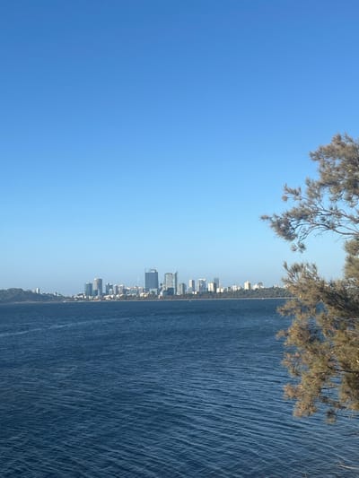 An outdoor wide shot depicts a clear day view over a body of water towards a city skyline. The location is Applecross, Australia, looking across the Swan River towards the Perth central business district. The top third of the image is dominated by a cloudless, bright blue sky. The middle section features a wide expanse of dark blue water with discernible ripples and small waves. In the mid-ground, a prominent city skyline stretches horizontally, composed of numerous high-rise commercial and residential buildings, several featuring modern glass facades. One taller building towards the center-right of the skyline appears to have a construction crane on its top. A thin strip of green land or shoreline separates the water from the buildings. On the far left, a vegetated landmass extends into the water. In the foreground, on the right side of the frame, a branch from a tree with sparse, needle-like foliage extends vertically and horizontally into the view. No people or specific actions are visible. The scene is illuminated by natural daylight.