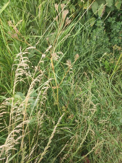 The image shows a close-up, top-down view of a dense, overgrown grassy area. The vegetation consists primarily of various types of grasses, with some broader-leafed plants interspersed. The dominant colors are shades of green and light brown, with some dried stalks and seed heads visible. The lighting suggests it is daytime, possibly late afternoon, given the warm tones on some of the dried grasses. There are no discernible structures, specific landmarks, or distinct human activity visible within the frame, suggesting a natural or undeveloped environment. The setting appears to be a field or uncultivated patch of land. The image does not provide any specific visual cues to confirm its location within Lusakert, Armenia, as it is a generic scene of vegetation.