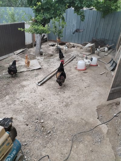 The image depicts an outdoor scene in a rural setting, likely a backyard or farmyard. The ground is covered with dirt and small stones, with some dry vegetation scattered around. A variety of chickens are present, including several black chickens, one brown chicken, and a rooster with a black and reddish-brown plumage. Some of the chickens are standing, while others appear to be walking or pecking at the ground. In the background, there is a metal fence, a corrugated metal wall, and a tree with green leaves. A few white plastic feeders are also visible. To the left, a blue air compressor is partially visible. There are also some wooden planks and a shovel leaning against a structure on the right side of the image. The overall impression is one of a functional, possibly rustic, animal enclosure. The image is taken from a slightly elevated perspective, looking down into the yard.