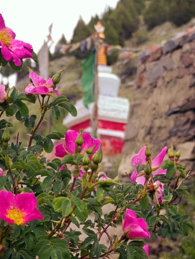 In Darcha, India, a close-up view of pink wild roses with green leaves and buds dominates the foreground. Some petals have water droplets. In the blurred background, a stupa structure is visible with prayer flags and a stone wall. The landscape is hilly and sparsely vegetated with evergreen trees. The sky is overcast.