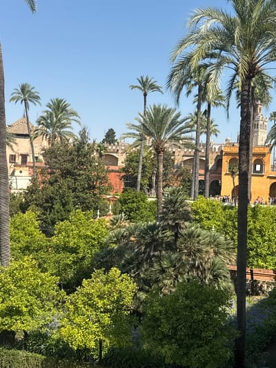 This media file depicts a sunny day in Seville, Spain, likely in a garden or park setting. Towering palm trees dominate the foreground, their fronds casting shadows and adding a tropical ambiance to the scene. Beyond the lush greenery, a section of a historic building is visible, characterized by its warm, ochre-colored facade and architectural details. The building appears to be of significant size, hinting at a palace or a grand estate. Several people are milling about in front of the building, suggesting a public area or a gathering. The clear blue sky indicates fair weather, and the overall impression is one of a serene and picturesque day in a culturally rich location. The vegetation is abundant, with various shades of green from the palm trees and other foliage, creating a visually appealing contrast with the warm tones of the architecture. The time of day appears to be late morning or early afternoon, given the brightness of the sunlight.