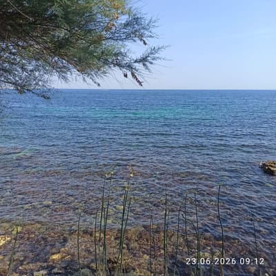 The image depicts a coastal scene with the sea and a rocky shoreline. In the foreground, thin green stalks with buds emerge from the water, reaching upwards. The water itself is clear, revealing a rocky, shallow seabed. The sea extends to the horizon, meeting a clear blue sky. On the left side of the image, the branches of a tree with sparse green foliage hang over the water. A date and time stamp, "23.06.2026 09:12", is visible in the bottom right corner. There are no people visible in the image. This scene is located in Molfetta, Italy, along its coastline.