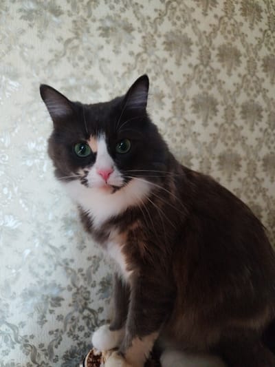 The image shows a close-up of a domestic cat with dark grey and white fur, green eyes, and a pink nose, sitting in front of a floral-patterned wallpaper. The cat is facing the camera and appears to be looking directly at it. The lighting suggests an indoor setting. There is no indication of the cat's location in Skadovsk, Ukraine, or any other specific city. The image is a still photograph and does not capture any actions or interactions beyond the cat's pose.