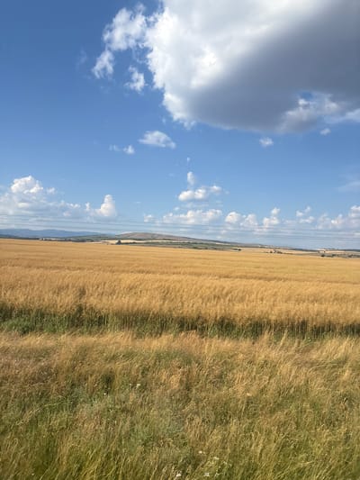The image depicts a rural landscape in Tsar Asen, Bulgaria, under a bright blue sky with scattered white clouds and one large, dark cloud. The scene is divided into two main sections by a line of utility poles running horizontally across the frame. On the left, the sky dominates, with the aforementioned clouds. On the right, a vast field of dry, golden grass stretches into the distance, its texture suggesting it is ready for harvest. The field is bordered by a strip of green grass and some small white wildflowers. In the far distance, rolling hills are visible, partially obscured by the haze of a summer day. The overall impression is one of a sunny, warm day in the countryside, with agricultural land and open skies. No people or specific objects are prominently featured, other than the utility poles which act as a visual divider. The time of day appears to be daytime, likely late morning or early afternoon, given the brightness of the sun and the quality of the light. The weather is clear and sunny, with a possibility of rain due to the dark cloud, though the rest of the sky is bright. There is no visible text in the image.
