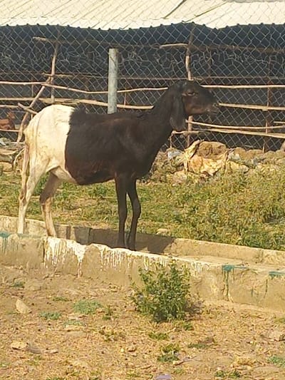 The image displays a two-toned goat standing in an outdoor animal enclosure within Agingi Zion, Nigeria. The animal presents a distinct color pattern: its rear half, including the hindquarters and tail area, is white, while its front half, encompassing the head, neck, and forelegs, is dark brown to black. It stands in profile, facing right, atop a low concrete structure exhibiting white drippings along its visible edge. The immediate ground is dry, reddish-brown soil with scattered small green plants and sparse vegetation. In the background, a wire mesh fence supported by wooden posts and a metal pole defines the enclosure. Beyond the fence, a rustic wooden frame and a light-colored corrugated roof are visible, suggesting an adjacent structure. No human subjects or discernible interactions are present in the scene.