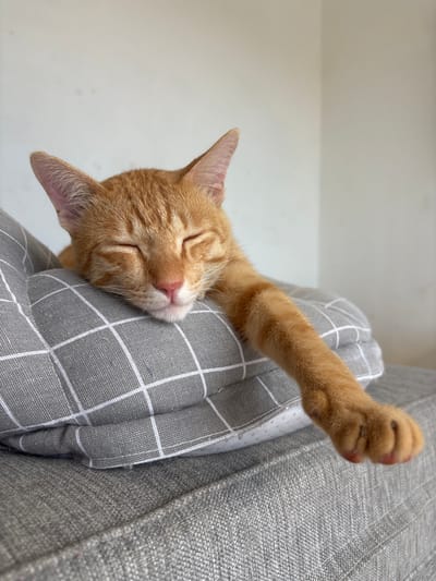 A medium shot angled toward an orange tabby cat sleeping on a gray pillow with a white grid pattern. The cat's head is resting on the pillow, and its eyes are closed. Its right front paw is extended. The pillow is resting against the side of a gray couch. A portion of a white wall is visible in the background. The photo appears to have been taken indoors. The location of the image is unknown. The city and country are irrelevant.