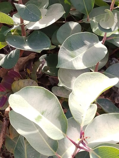 The scene depicts a close-up, downward-angled view of dense plant foliage in Bahit, Nigeria. Numerous ovate to rounded leaves with smooth margins are visible, displaying various shades of green, from pale silvery-green where illuminated by direct sunlight to darker olive-green in shadowed areas. Reddish-brown stems and petioles connect the leaves. Direct sunlight creates bright highlights on the upper surfaces of many leaves and casts discernible shadows. Beneath the primary foliage, patches of dried brown leaves and some smaller, darker reddish-purple leaves are visible as ground cover. No individuals or man-made objects are present.
