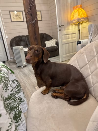 This image depicts an indoor scene within a residence located in the city of Zelenogradskiy, Russia. The primary subject is a short-haired, brown dachshund dog, positioned on a light-colored, upholstered chair with a quilted backrest. The dog's front paws are on the chair's surface, while its hind legs are tucked beneath its body. Its head is turned towards the left of the frame, and its eyes are directed forward.

The background reveals a room furnished with light beige horizontal wall paneling and a light-toned wooden floor. To the left, a portion of a table covered with a white cloth featuring a green botanical pattern is visible. A prominent, dark wooden beam or pillar, wrapped with a metal chain, stands in the mid-ground. Behind it, a dark brown leather sofa with a white patterned cushion is situated against the wall. To the left of the sofa, a white portable electric radiator on wheels is visible. Two framed pictures hang on the wall above the sofa.

On the right side of the image, a light-colored door is slightly ajar. Next to the door, a floor lamp with an illuminated, orange, ruffled lampshade provides warm light. A segment of another light-colored armchair is partially visible on the far right. No human subjects are present in the frame.