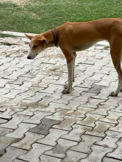 A slender, brown dog with white markings on its face and chest stands on a paved area. The dog is facing to the left, with its head lowered slightly. The paving is made of interlocking concrete blocks, some of which are stained with dirt and debris. In the background, there is a patch of green grass. The image appears to be taken outdoors during the day. The dog's ribs are visible, suggesting it may be underweight. The dog is wearing a grey collar. The location is identified as Wai A, Nigeria.