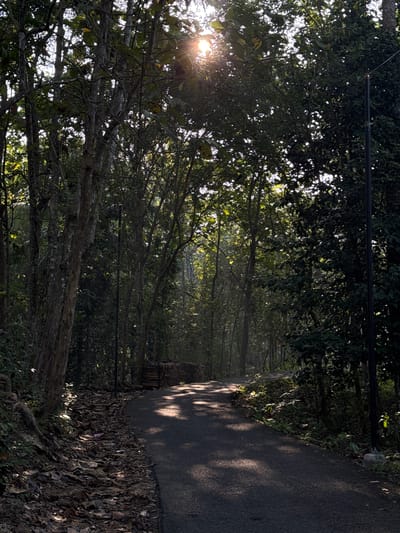 This is an eye-level, medium shot of a paved road curving through a dense forest with dappled sunlight filtering through the trees. The road's surface is dark asphalt, and fallen leaves litter the sides. To the left, a large tree trunk with rough bark is prominent. A black lamppost stands on the right side of the road. In the background, the sun is visible, partially obscured by foliage, creating bright light flares. A low stone wall and a stack of wood are visible on the right side of the road. The environment is lush and green, suggesting a natural setting. The scene does not contain any people or animals. This scene is located in Alian, Indonesia.