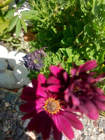 An outdoor close-up shot shows a gravelly planter with several plants and flowers. In the foreground, a large, bright magenta daisy-like flower is out of focus, with its petals taking up much of the right side of the frame. To the left and slightly behind it, another magenta flower is visible but also blurred. Behind these flowers, a cluster of dried, dark purple, withered blossoms is perched above several smooth, white, oval-shaped stones. The background is filled with lush, green foliage, some of which appears to be succulent-like with thick, wavy leaves. The scene is lit by natural sunlight, casting distinct shadows. The location is identified as Agios Nektarios, Greece.