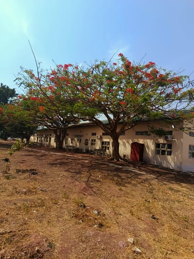 The image shows a one-story building in Rafin Pa, Nigeria, with a red door and multiple windows. Air conditioning units are mounted on the exterior walls. Two large trees with red flowers dominate the foreground, casting shadows on the ground. The ground is dry and covered with brown vegetation. The sky is blue. There are benches along the side of the building, near the trees.