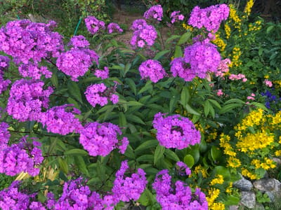 This image depicts a close-up view of a garden filled with vibrant flowers. The dominant subjects are clusters of bright pinkish-purple phlox flowers, their petals forming dense, rounded blooms. The phlox are interspersed with bright yellow loosestrife flowers, creating a striking color contrast. Green leaves and stems are visible throughout the frame, forming a lush backdrop. In the upper left portion of the image, some red berries can be seen on bushes, suggesting a summer or early autumn setting. The background is slightly out of focus, showing a glimpse of a gravel path and what appears to be a wooden fence or structure. The overall impression is one of a well-tended, colorful garden. The location is identified as Leipyasuo, Russia. There are no people or animals visible in the image.