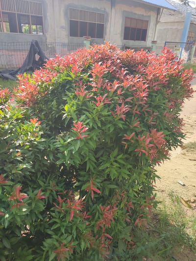 In Meunasahnibong, Indonesia, an outdoor scene unfolds with a focus on a vibrant green bush featuring red new growth. The bush is positioned in the foreground, its dense foliage taking up a significant portion of the frame. Behind the bush, a partially constructed building with concrete walls and framed window openings is visible. A black tarp is draped over a chain-link fence in front of the building, suggesting ongoing construction or protection. The ground around the bush is a sandy dirt path, with scattered patches of dry grass and a few fallen leaves. A white object, possibly discarded packaging, lies on the ground to the right of the bush. The sky is not clearly visible due to the framing of the image. The overall impression is one of an outdoor area adjacent to a building undergoing development.