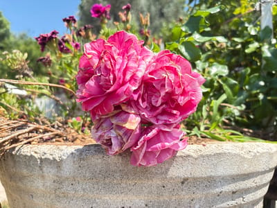 This media file features a close-up shot of several ruffled pink roses with white stripes, appearing in a concrete planter. The flowers are the primary subject, with their intricate petal details and vibrant coloring prominently displayed. Behind the roses, a blurred background of green foliage and some darker purple flowers suggests a garden setting. A clear blue sky is visible in the upper portion of the image, indicating it is daytime. The concrete planter is textured and shows signs of weathering, contributing to a rustic outdoor aesthetic. The lighting suggests it is a sunny day, casting subtle shadows. There are no people visible. The overall scene evokes a sense of natural beauty and tranquility found in a garden environment. The location context provided is Kanjoši, Montenegro. There is no visible text in the image.