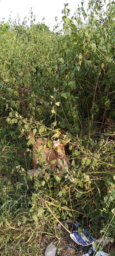 The image displays a small, brown and white goat, likely a kid, partially hidden amidst a dense tangle of vibrant green foliage. The goat's head and upper body are visible in the mid-left portion of the frame, peering through the leaves and branches. It has distinct white markings on its face, particularly on its forehead and snout.

The scene is an overgrown outdoor area, possibly a field or roadside, dominated by a thick expanse of leafy green plants, shrubs, and vines. The vegetation appears wild and untended, filling most of the frame. Above the dense greenery, a clear, bright sky is visible, suggesting daytime under sunny conditions with soft, even lighting.

In the bottom right corner of the image, amidst the green growth, several pieces of trash are discernible. These include crumpled plastic bags and a wrapper with prominent blue and white designs, though any text on it is illegible.

The goat appears to be resting or sheltering within the dense plants. The scene portrays a natural, overgrown environment interspersed with human litter, providing a glimpse into an area where nature and human activity intersect. The location is consistent with a rural or semi-urban setting in Ketu Adieowe, Nigeria.