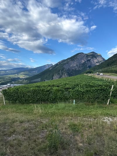 The image depicts a scenic mountain landscape with a vineyard in the foreground, captured on a bright, sunny day with scattered clouds. The perspective is vertical, suggesting the photo was taken with the camera rotated.
In the foreground, a lush green vineyard stretches along a slope. The vines are neatly planted and appear healthy, with visible trellising structures. To the right of the vineyard, there is an area of dry, tall grass and some gravelly ground, indicating a natural, uncultivated terrain.
Behind the vineyard, a massive, steep mountain dominates the background. The mountain face is rocky and imposing, with visible striations and geological features. The upper slopes are covered in a verdant growth, likely trees and shrubs.
In the mid-ground, a road runs alongside the vineyard, with a few vehicles, including what appears to be a camper van and a smaller utility vehicle, parked near the road. Further in the distance, a valley unfolds, dotted with buildings suggesting a small town or village.
The sky is a vibrant blue, interspersed with fluffy white clouds and some thinner, wispy ones. The sunlight is strong, casting shadows and highlighting the textures of the landscape. The overall impression is one of natural beauty and tranquility, with a hint of human presence through the vineyard and the vehicles.
The location context provided, Spormaggiore, Italy, places this scene in a mountainous region known for its vineyards and natural splendor. There is no visible text in the image.