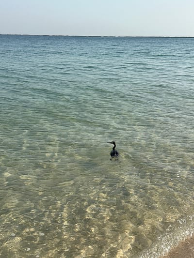 A single black cormorant swims in shallow, clear turquoise water. The water is calm with gentle ripples and sunlight illuminates the sandy seabed below. The horizon line of the sea meets a pale blue sky. The location is the shore of Al Jazeera Heritage Village in the United Arab Emirates.