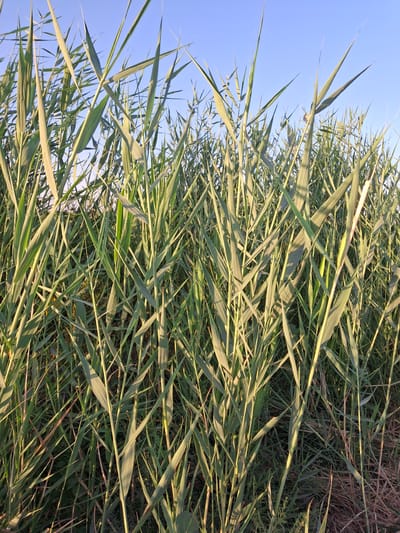The image depicts a dense growth of tall, green reeds against a clear blue sky. The reeds are the primary focus, with their long, slender leaves creating a thick visual texture. Some of the stalks are illuminated by sunlight, casting shadows and highlighting the variations in green hues. The ground beneath the reeds is obscured, but hints of dry, brown vegetation are visible in the lower portions of the image. The scene appears to be an outdoor natural setting, possibly a marsh or wetland area. There are no people or animals visible in the image, and no man-made objects are present. The lighting suggests it is either early morning or late afternoon. The location in Utmayli, Uzbekistan, implies this is likely a landscape feature within or near the city.